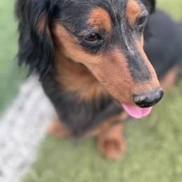 Dachshund Puppies from Bootheel Doxies