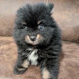 Black and Tan Boy - Black and tan male Pomeranian puppy in Danielsville, Georgia from PassionatePomPoms