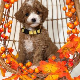 Savannah - Red  female Poodle puppy in Belleville, New Jersey from TK Poodles