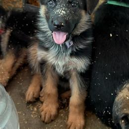 Debbie Sampson - Black and red female German Shepherd puppy in Parkfield, California from Varian Kennels