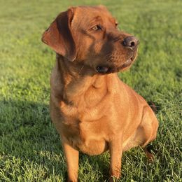 Dahlia - Labrador Retriever