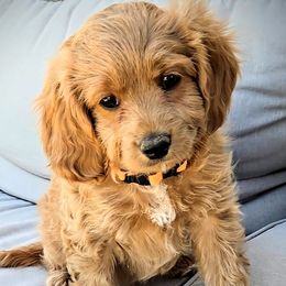 James - Red male Cavapoo puppy in Blackfoot, Idaho from Rocky Desert Goldens and Cavaliers