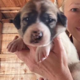 Male 1 - Fawn male Anatolian Shepherd Dog puppy in Daggett, Michigan from T&S Anatolians
