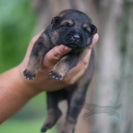Teal Collar - Sable female German Shepherd puppy in Prospect, Connecticut from Di Massimo Canile