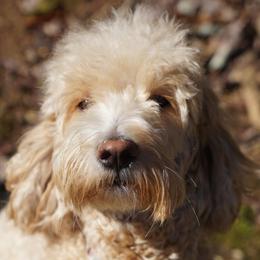 Izzy - Goldendoodle