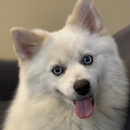 Jackson - Pomsky