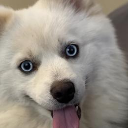 Jackson - Pomsky