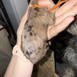 Orange Collar - Merle female Schnoodle puppy in Winchester, Tennessee from Mahaffey’s Doodles