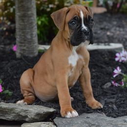 Boxer Puppies from Euro Boxx Boxers