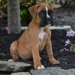 Boxer Puppies from Euro Boxx Boxers