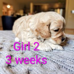 Girl 2 - Apricot female Cavapoo puppy in Washougal, Washington from Timothy's Cavapoos