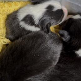 AKC Red Rooster - Black and tan male Pembroke Welsh Corgi puppy in Summerfield, Florida from Promise Land Farm