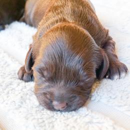 Chocolate  girl - Brown female Cockapoo puppy in Bradenton, Florida from Doodle Acres