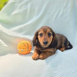 Ranger - Red male Dachshund puppy in Tuscaloosa, Alabama from Watermelon Doxies