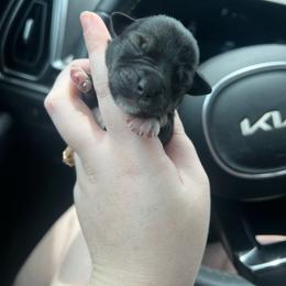 Girl 2 - Black female Miniature Schnauzer puppy in Center Ridge, Arkansas from J Bar B Kennels