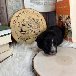 Saga - Black tri-color female Australian Shepherd puppy in Fredericksburg, Virginia from Cooper Ridge Aussies