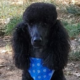Maci - Poodle