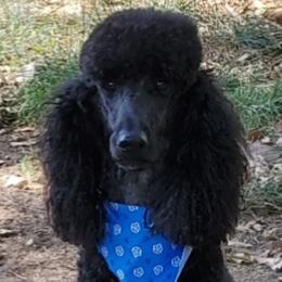 Maci - Poodle