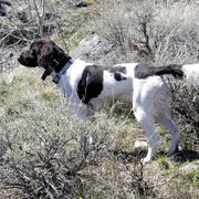 Kleine Munsterlanders from Von Den Windriver-Bergen Kennel - KlM