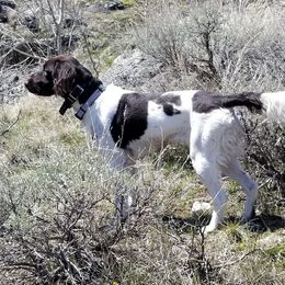 Kleine Munsterlanders from Von Den Windriver-Bergen Kennel - KlM