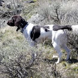 Kleine Munsterlanders from Von Den Windriver-Bergen Kennel - KlM