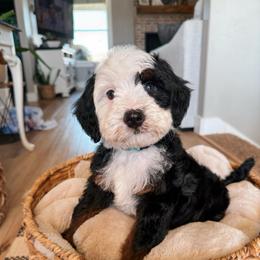 Charm - Tri-color male Bernedoodle puppy in Weston, Idaho from Berne n Doodles