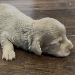 Isabella and cream- female - Fawn (isabella) and cream female Dachshund puppy in Farmersville, Texas from Dixie Doxies