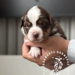 Ruby - Red tri-color female Miniature American Shepherd puppy in Greenwood, Indiana from Barnaby’s Barn Dog’s
