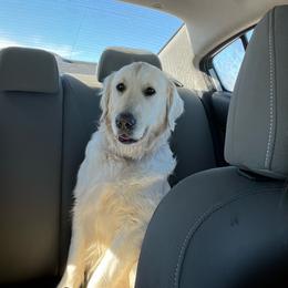 Lady - Golden Retriever