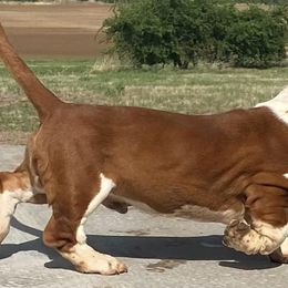 Basset Hounds and Great Danes from Sugar Creek Kennels