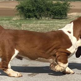 Basset Hounds and Great Danes from Sugar Creek Kennels