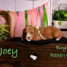 Joey - Red  male Goldendoodle puppy in Syracuse, Utah from 2 Bros Doodles