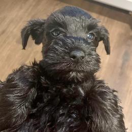 Elvis - Black male Miniature Schnauzer puppy in Interlachen, Florida from Pam's Schnauzers