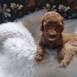 Poodle Puppies from Grace Colt Farms