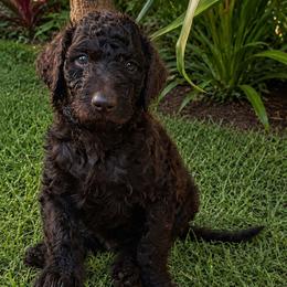 Kona - Brown male Poodle puppy in Kapaa, Hawaii from Kauai Poodles