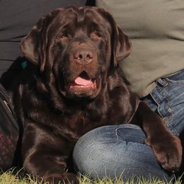 Moose - Labrador Retriever