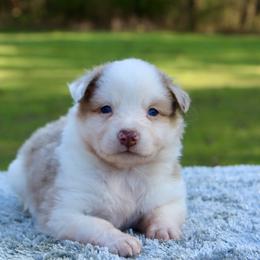Daisy - Red merle female Toy Australian Shepherd puppy in Bauxite, Arkansas from J and B Mini Aussies