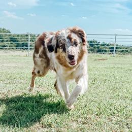 Magnolia - Australian Shepherd