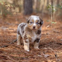 Sawyer- RMM - Red merle male Miniature Australian Shepherd puppy in Nacogdoches, Texas from TK Standard, Mini, & Toy Aussies