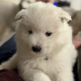 Samoyed Puppies from Leah Kubek
