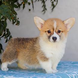 TinkerBell - Red female Pembroke Welsh Corgi puppy in Caliente, California from Rafter Cross 7