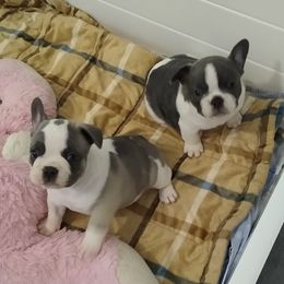 French Bulldog Puppies from Lollypop Frenchies