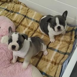 French Bulldog Puppies from Lollypop Frenchies