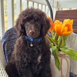 Prince Archie - Brown male Poodle puppy in Bauxite, Arkansas from Mountain Ridge Poodles