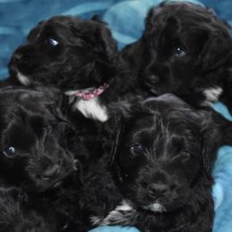 Portuguese Water Dogs from Chris' Portuguese Water Dogs