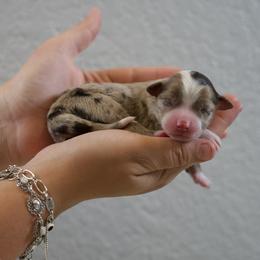 Allie - Red merle female Australian Shepherd puppy in Bertram, Texas from Ashley’s Australian Shepherds