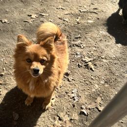 Penelope - Pomeranian