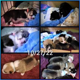 Pembroke Welsh Corgi Puppies from BLACK HILLS CORGIS