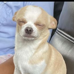 Vision - Chihuahua