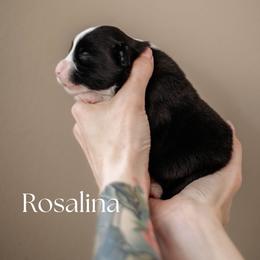 ROSALINA - Black & white female Miniature American Shepherd puppy in Puyallup, Washington from FERGI’S GEMINI MAS